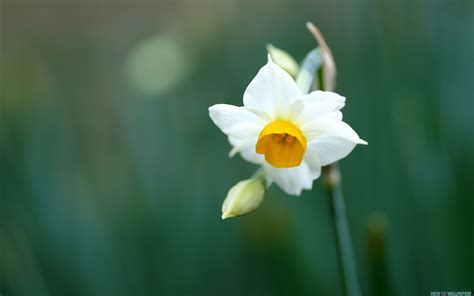 Daffodil Wallpaper 64 Pictures