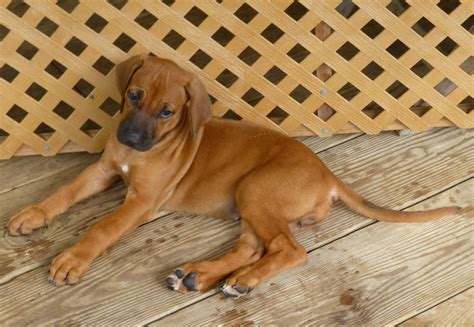 Rhodesian Ridgeback Puppy For Sale Dogs In Barbados