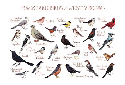Backyard Birds Of Virginia Common Backyard Birds In West Virginia