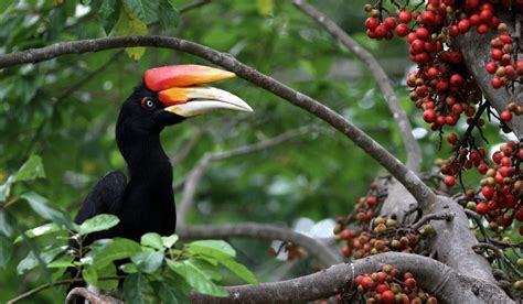Daerah Persebaran dan Makanan Burung Rangkong Di Habitatnya