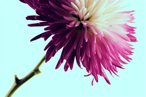 A Macro Shot Of A Purple Dahlia Flower With Numerous Long Petals