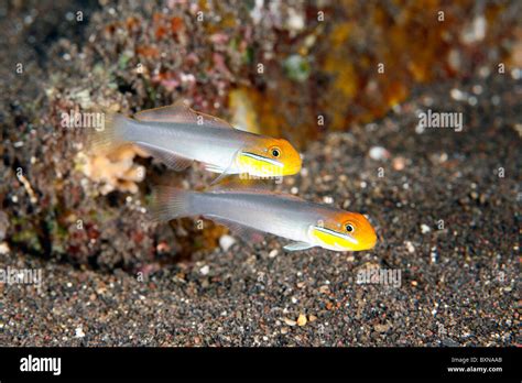 Blueband Sleeper Goby Hi Res Stock Photography And Images Alamy