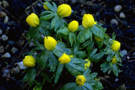 Winter Aconite Stock Image B8000267 Science Photo Library