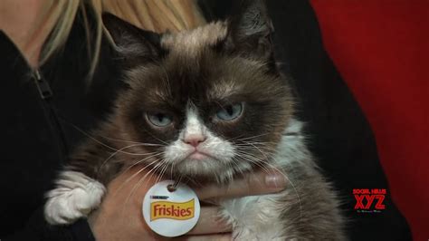 internet sensation grumpy cat dies at age 7 video social news xyz