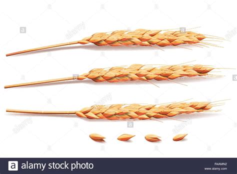 2.8 هزار بازدید 2 سال پی… Thmyl Oatsab Foad : Oats adai http://sreelus.blogspot.com ...