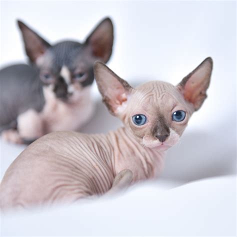 Sphynx Cats For Sale South Bay Avenue Islip Ny 278876