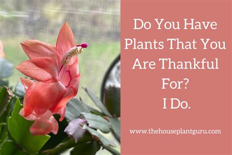 Do You Have Plants That You Are Thankful For I Do
