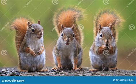 Three Squirrels Stock Photo Image Of Animal Close Three 84141770