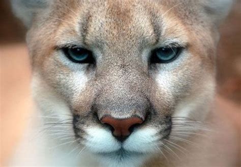 Be Aware Cougar Spotted At Tigard Park Rportland