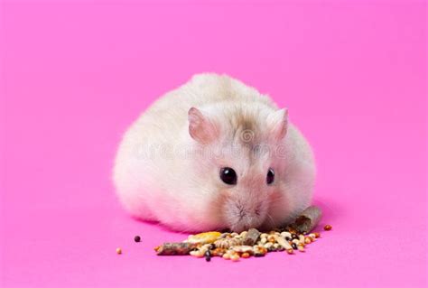 Dwarf Fluffy Hamster Eats Grain On Pink Background Front View Stock