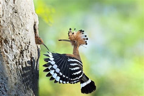 Manual Resize Of Wallpaper Flight Tree Bird Child Wings Shadow