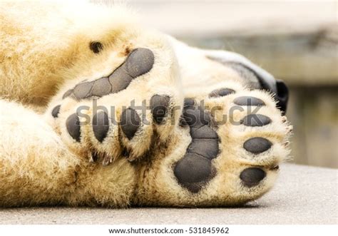 Paws Polar Bear Ursus Maritimus Stock Photo Edit Now 531845962