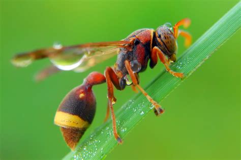 Wonderful Capture Macro Photography of Insect Using ...