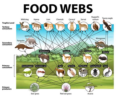 Education Poster Of Biology For Food Webs Diagram 1778184 Vector Art At