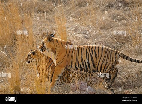 A Mating Pair Of Two Tigers On A Rocky Plateau In Ranthambore National