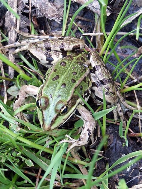 This may or may not work for you. pointed nose frog | annette | Flickr
