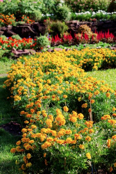 So before planting a plant for pest deterring properties you know what pest it deters and any it might attract. Companion Planting 101 - Why What You Plant Where Matters!