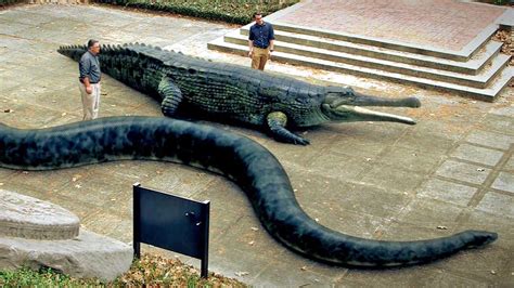 The Gallery For Saltwater Crocodile Vs Anaconda