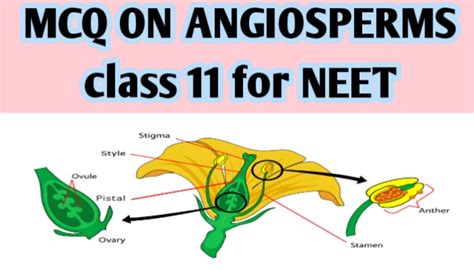 Mcq On Angiosperms Class 11 For Neet Biologysir