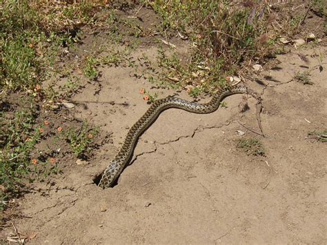 Download in under 30 seconds. IMG_2189CrS Snake in hole | Ed | Flickr