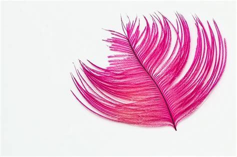 Pink Feather On A White Background Free Image Download