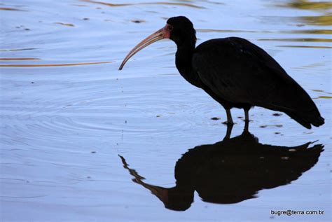 Passaro De Bico Longo