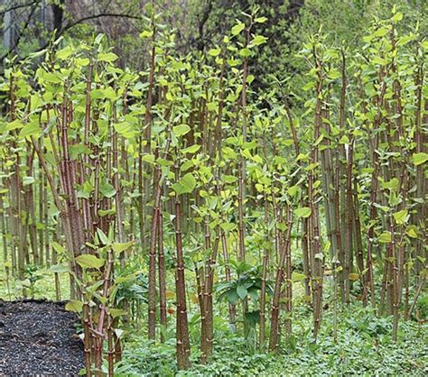 10 Tall Weeds With Thick Stalks That Might Invade Your Garden 2022