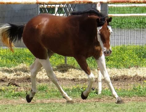 Image Result For Horse Badger Face Most Beautiful Horses Pretty Horses