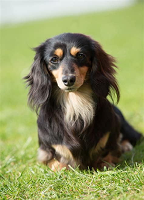 Top 100 Image Long Haired Dachshund Puppy Vn