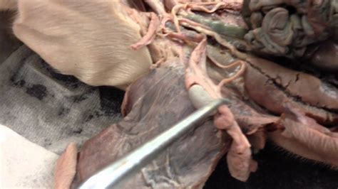 For convenience, a woman's bra measurements are used. Male Fetal Pig Reproductive Parts - YouTube