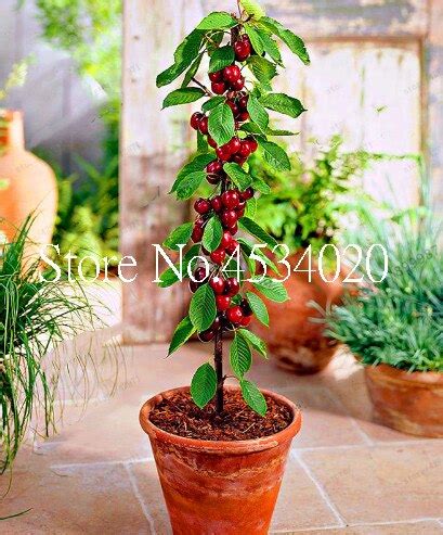 If your trees or plants do not survive, please let us know within one year of delivery. Aliexpress.com : Buy 20 pcs Cherry bonsai, Perennial Non ...