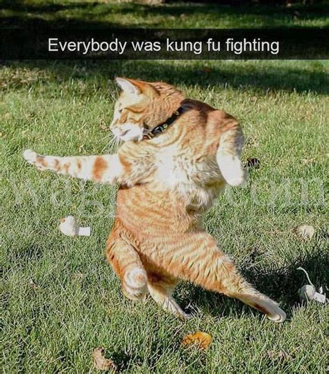 Everybody Was Kung Fu Fighting Wagpets Funnymemes Cats Funniest Cat