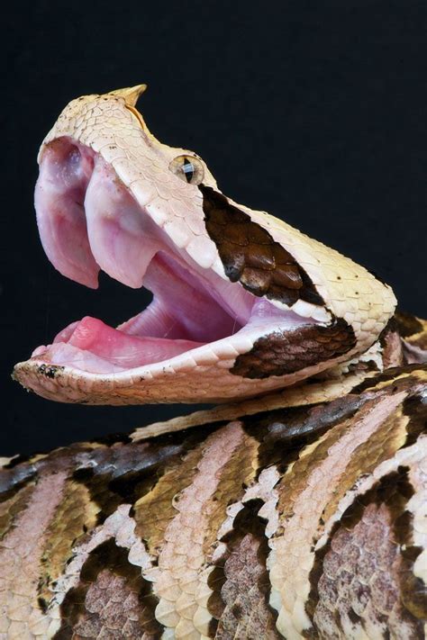 Gaboon Viper Bitis Gabonica Viper Snake Pit Viper Snake Venom