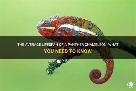 The Average Lifespan Of A Panther Chameleon: What You Need To Know
