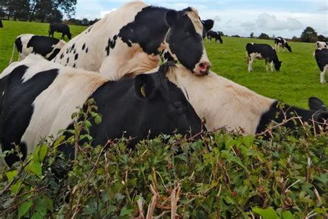 How Often Do Cows Go Into Heat A Beginners Guide To Cattle Breeding