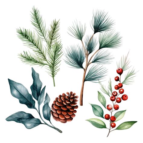 Christmas Watercolor Pine And Holly And Winter Plants Christmas
