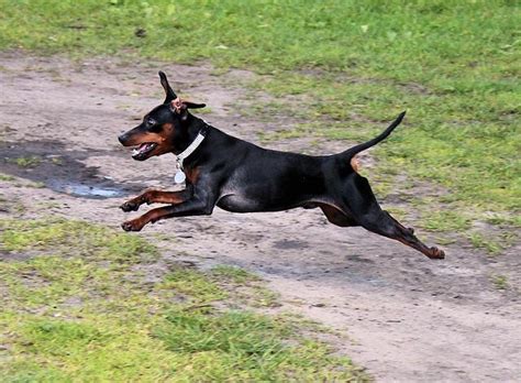 It is also quite intelligent for a dog and is a perfect fit if you reside in an apartment. Top 6 Short Haired Small Dog Breeds