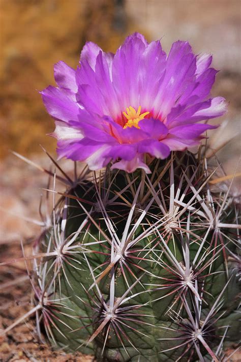 Pink Cactus Flower Photograph By Saija Lehtonen Pixels