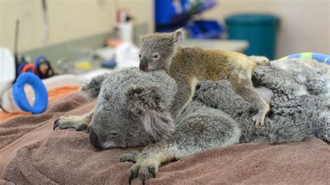 Baby Koala Bear Hugging Mother Bear Is Being Surgeons