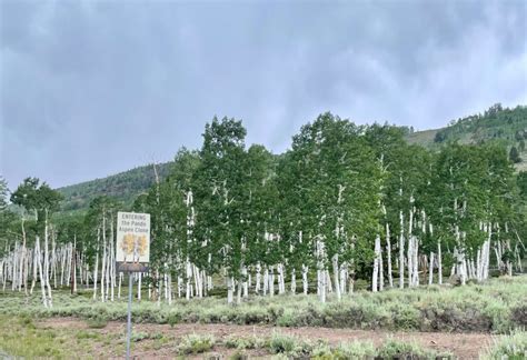 Pando The Trembling Giant Aspen Grove Travel And Tell