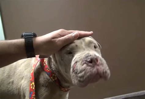 Watch The Rescue Of A Dogfighting Bait Dog That Turned Out To Be A