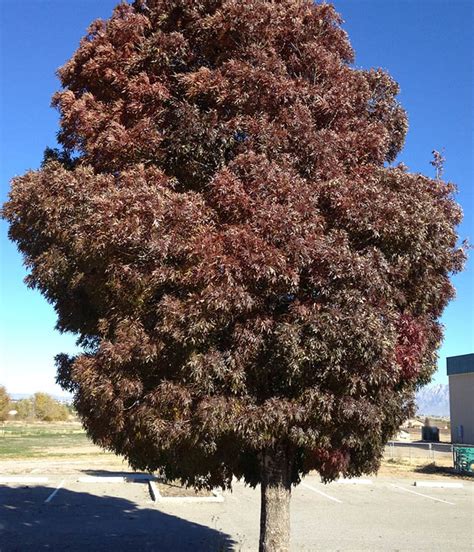 New Mexico Southwest Trees Southwest trees GuzmansGreenhouse.com