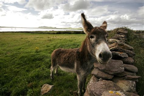 Donkey In The Field In Photos Dot Org