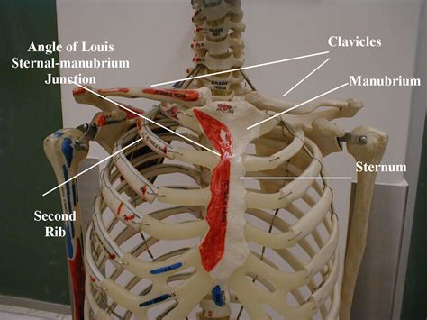 Right upper anatomy is to physiology as geography is to history: Chest bone anatomy