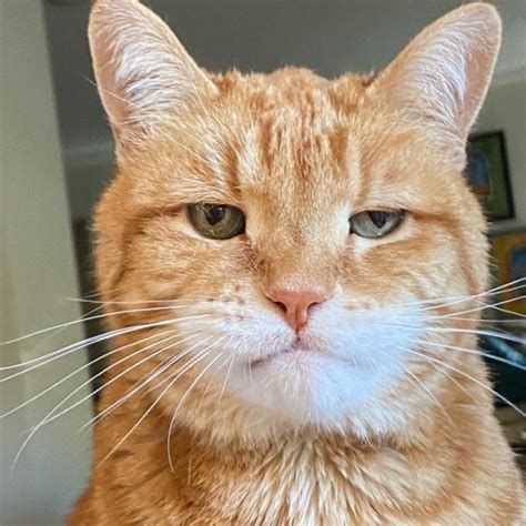 Meet Marley The Permanently Disappointed Cat Who Looks Like He Is