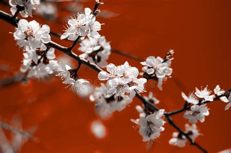 Bunches Of White Cherry Blossoms With Bright Lush Lava Background Stock