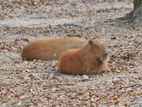 The Online Zoo Capybara