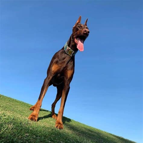 14 Interesting Facts About Doberman Pinschers Page 5 Of 5 The Dogman