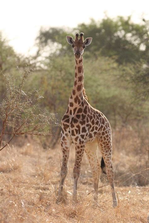 Northern Giraffe Giraffa Camelopardalis Giraffe Conservation Foundation