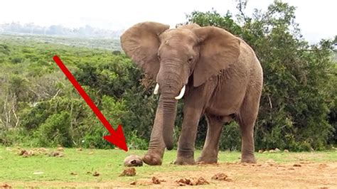 Cheeky Elephant Kicks Tortoise Like Soccer Ball Funny